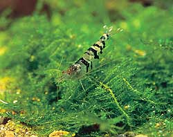 "neocaridina tiger"