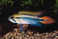 Apistogramma agassizii 