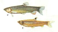Copeina guttata 