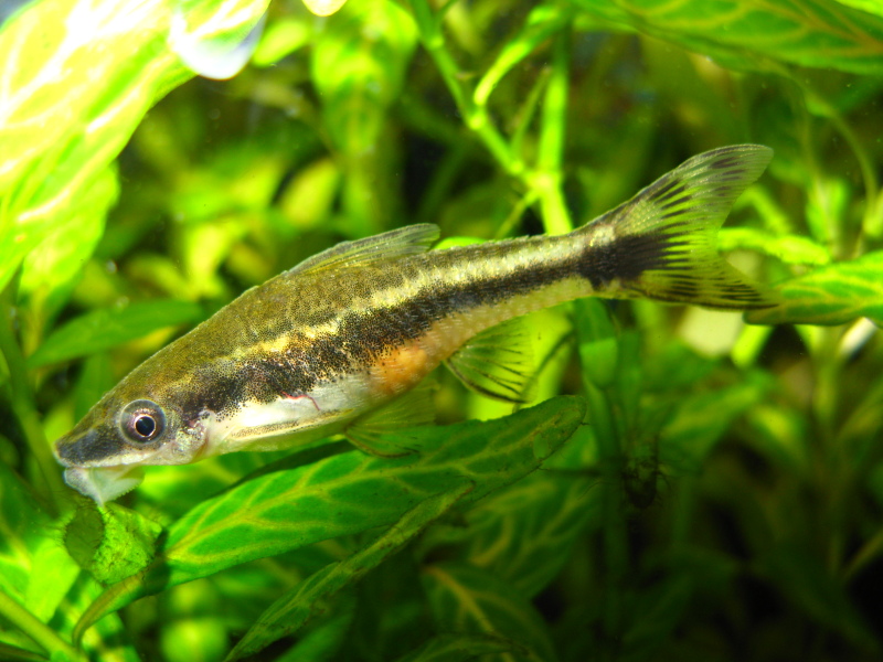 Топ 5 на животните, хранещи се с водорасли в сладководен аквариум с  растения | Българска аквариумна енциклопедия