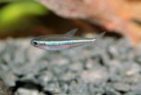 Paracheirodon simulans 