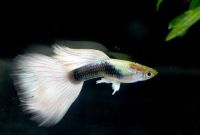 Poecilia reticulata Peters