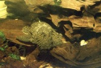 Снимка на Ancistrus cirrhosus (Valenciennes, 1836)
