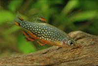 Celestichthys margaritatus