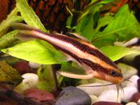 Platydoras costatus 