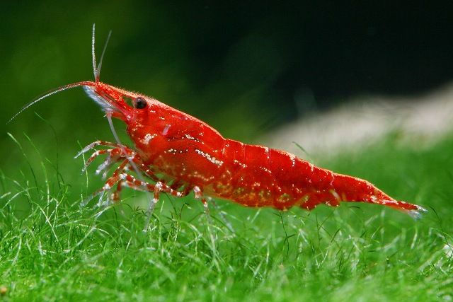 http://aquariumbg.com/images/invertebrates/Neocaridina_heteropoda.jpg