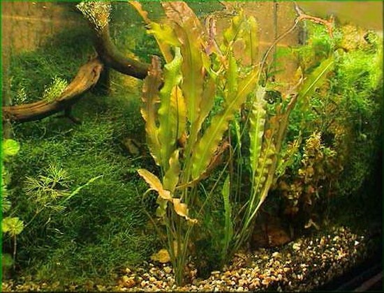 http://aquariumbg.com/images/plants//Aponogeton_crispus_l.jpg