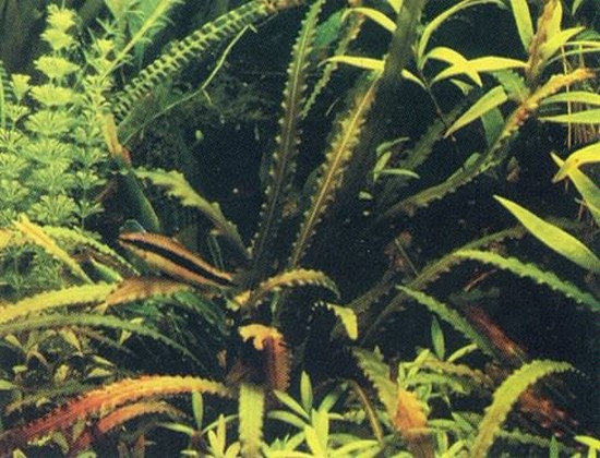 http://aquariumbg.com/images/plants//Aponogeton_elongatus_l.jpg