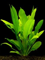 Снимка на Echinodorus bleheri, (Rataj, 1970)