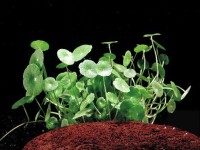 Снимка на Hydrocotyle verticillata