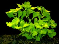 Снимка на Hydrotriche hottoniiflora