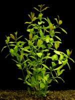 Снимка на Hygrophila polysperma