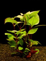 Снимка на Hygrophila spec. Rotlich.