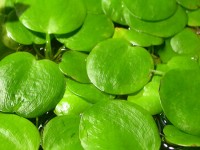 Снимка на Limnobium laevigatum