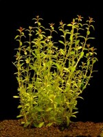 Снимка на Ludwigia arcuata