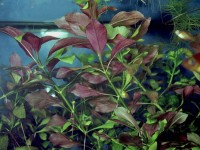 Снимка на Ludwigia mullertii