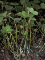 Снимка на Marsilea quadrifolia