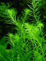 Снимка на Mayaca fluviatillis