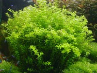 Снимка на Micranthemum micranthemoides