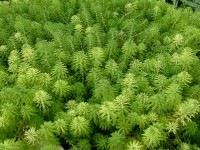 Снимка на Myriophyllum aquaticum