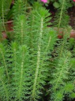 Снимка на Myriophyllum hippuroides