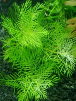 Снимка на Myriophyllum mattogrossense