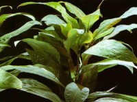 Снимка на Nomaphila corymbosa