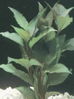Снимка на Nomaphila Spec. Thailand.