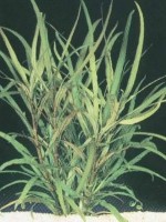 Снимка на Nomaphila Spec. Langblattrig