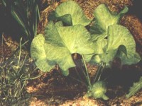 Снимка на Nuphar lutea