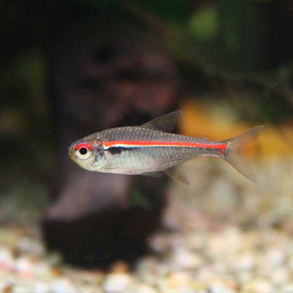 Hyphessobrycon amapaensis