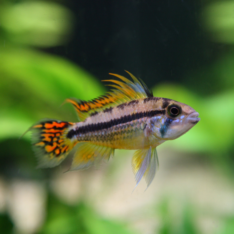 Ap. cacatuoides male