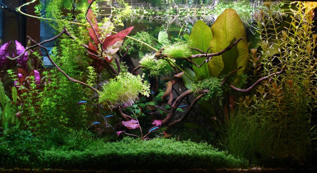 Hagen TropiQuarium 68