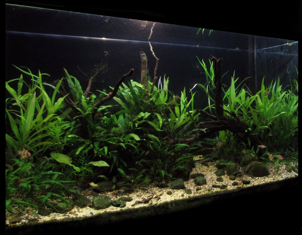 1 Година, косо