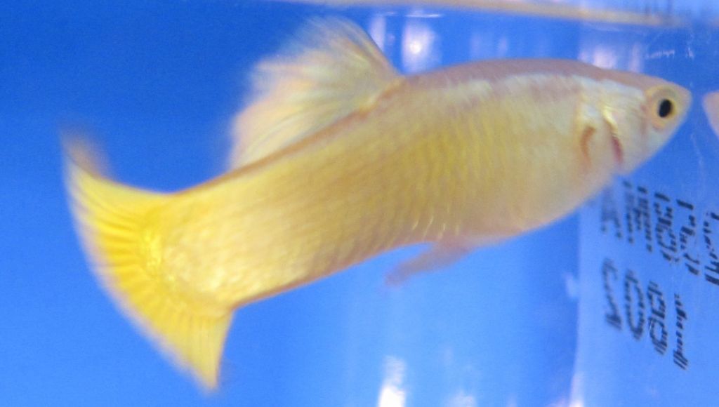 Guppy Yelow