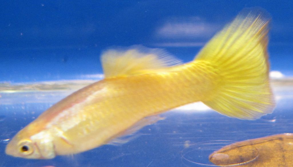 Guppy Yelow 1
