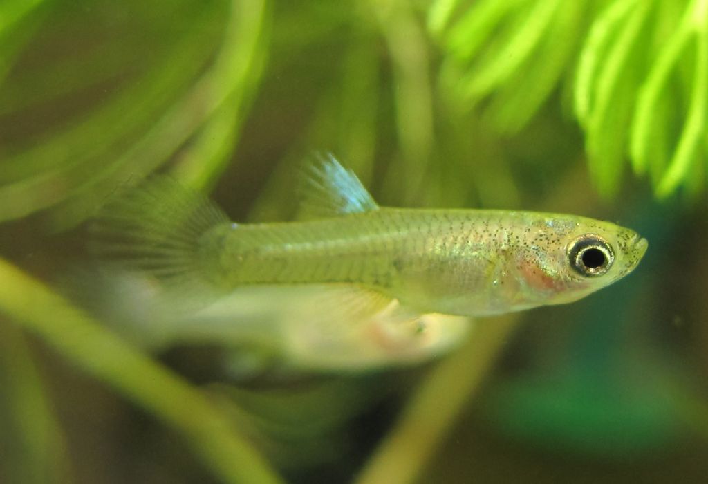 Guppy 3