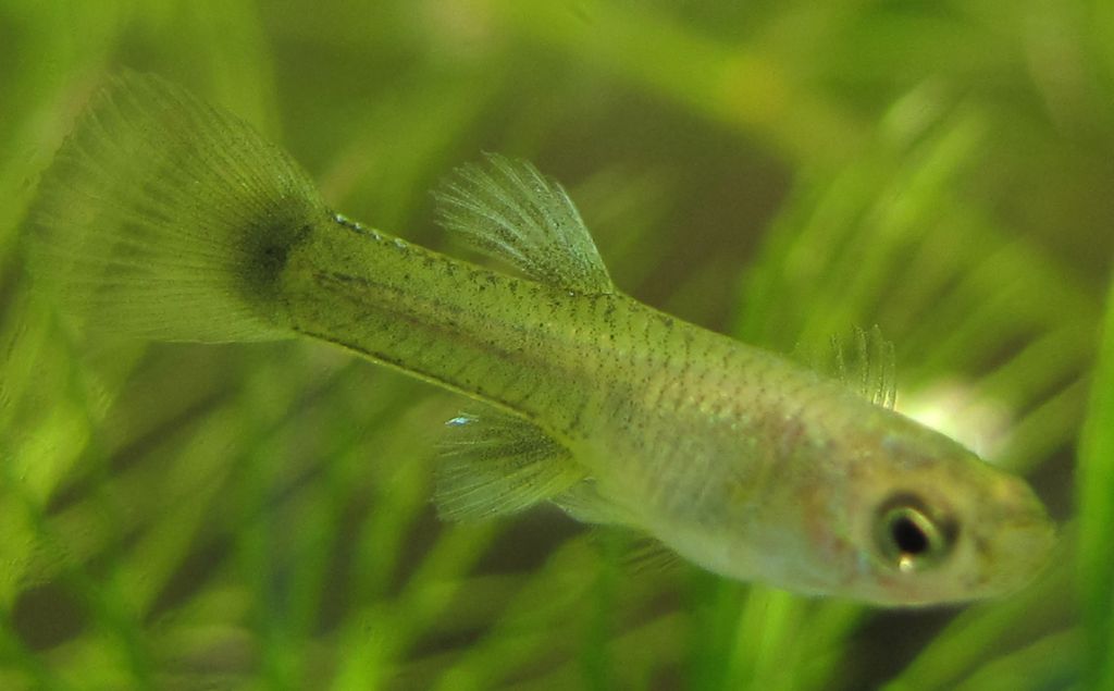 Guppy 1
