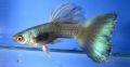 Guppy Turquase