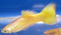 Guppy Yelow 1