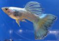 Guppy Turquase 1