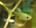 Guppy 4