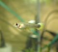 Guppy 2 1