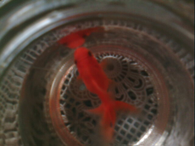 Moята златна рibка (: