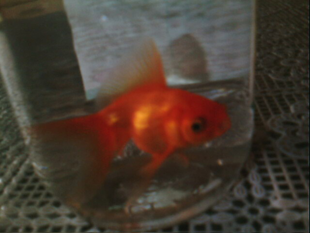 Пак моята рibка (: