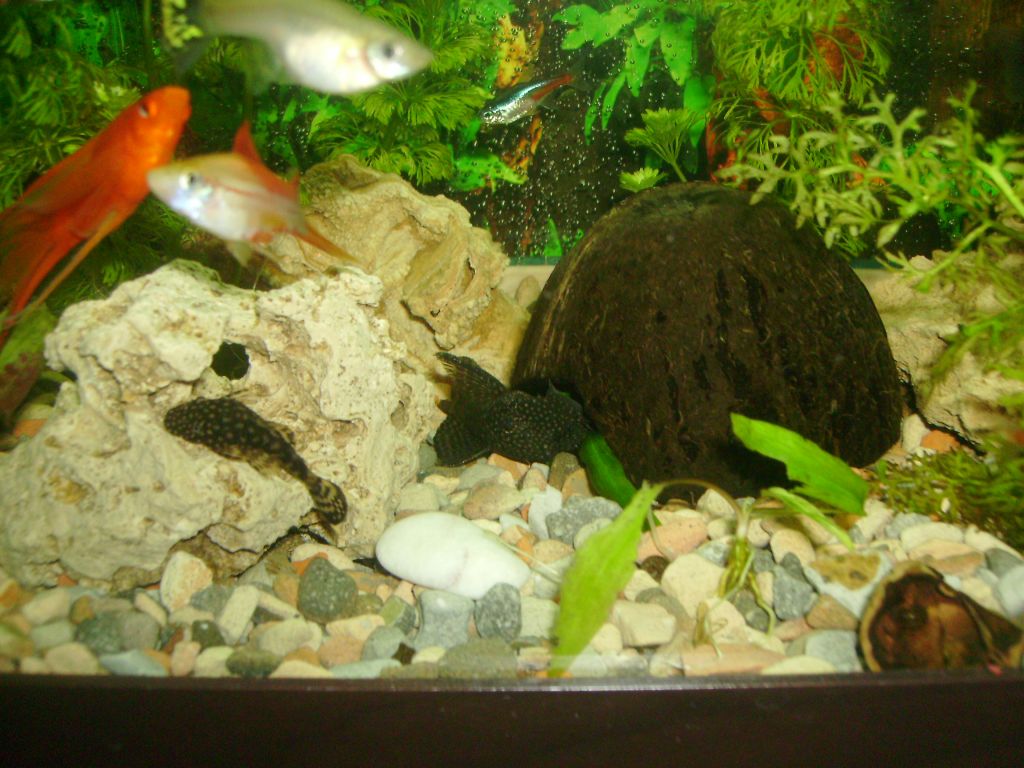 Моят Анциструс