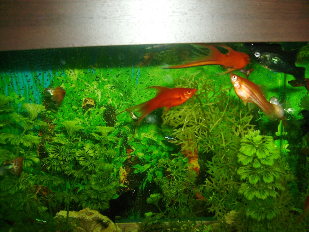 Моите Хелери