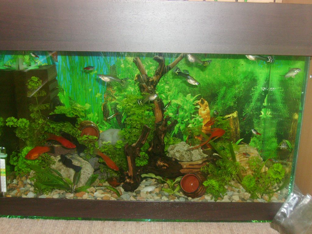 Моят аквариум