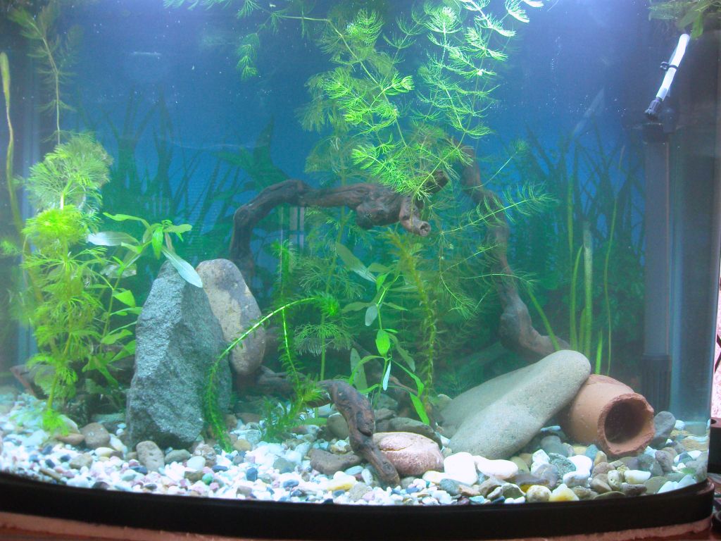 Стартиран аквариум