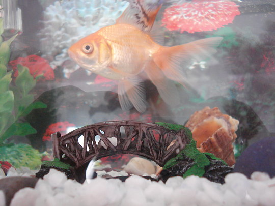 dsc01916 08a5f 13832020